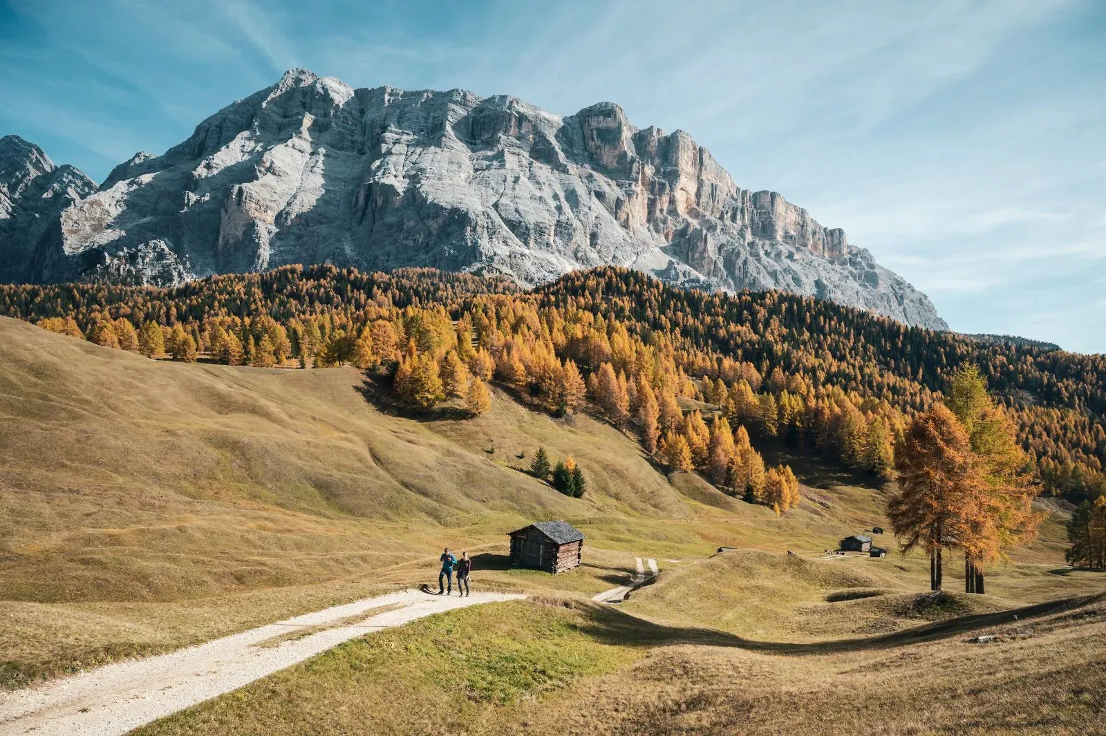 Larici in autunno in Alta Badia (foto Alex Moling, altabadia.org)