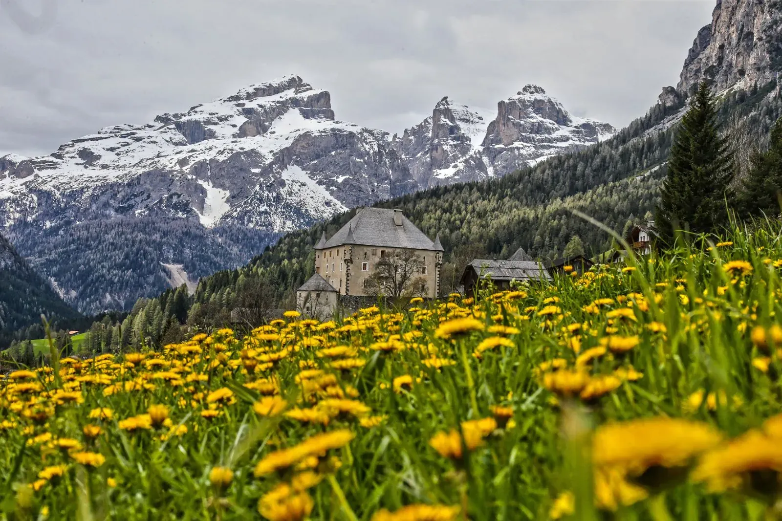 Prati fioriti in Alta Badia (foto Freddy Planinschek, altabadia.org)